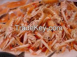 SHRIMP SHELL WITHOUT HEAD