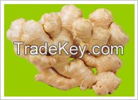 Fresh Yellow Ginger