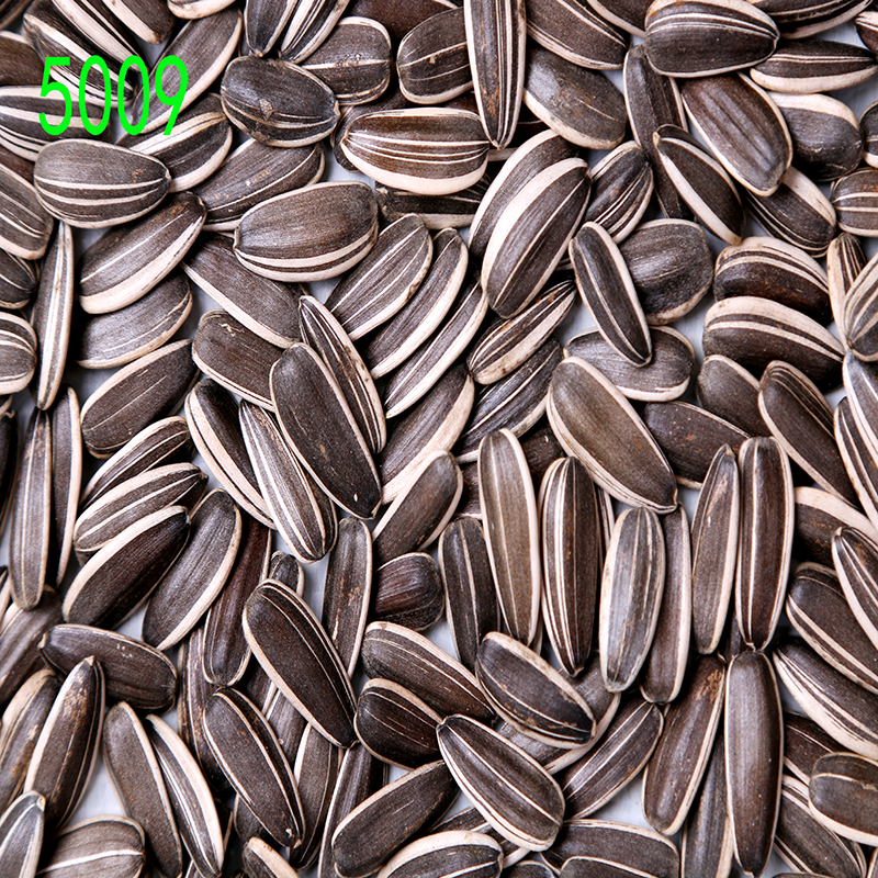 dried raw sunflower seeds from Chinese manufacturer for oil or human consumption