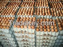 Fresh Brown and White Eggs chicken table eggs