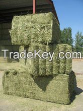 Top Quality Alfafa Hay Sales