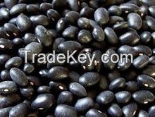 Black Beans for sale