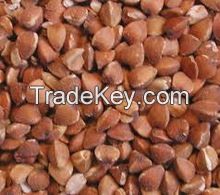 Buckwheat Grain Best Quality