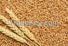 Grade A Wheat for sale.!!.