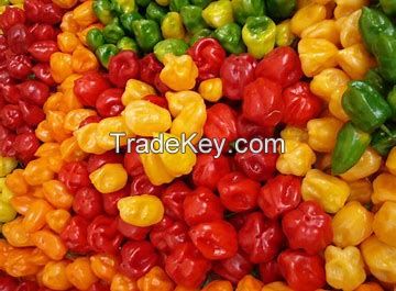 Habanero chillies