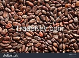 SELL Grade A High Quality Raw Cocoa Beans
