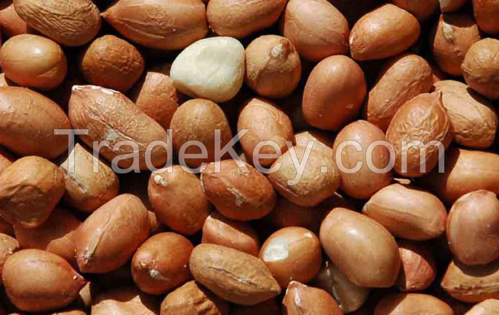 SELL Grade A High Quality Peanut from Nigeria