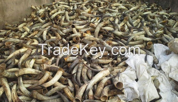SELL Natural White Cow Horns from Nigeria