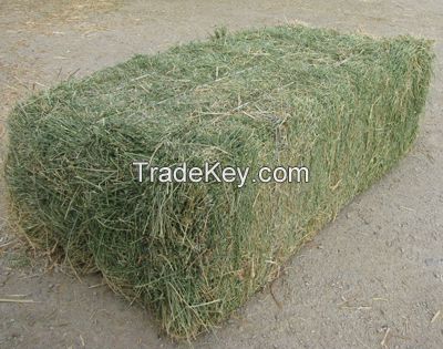 sell alfalfa hay for animal feed