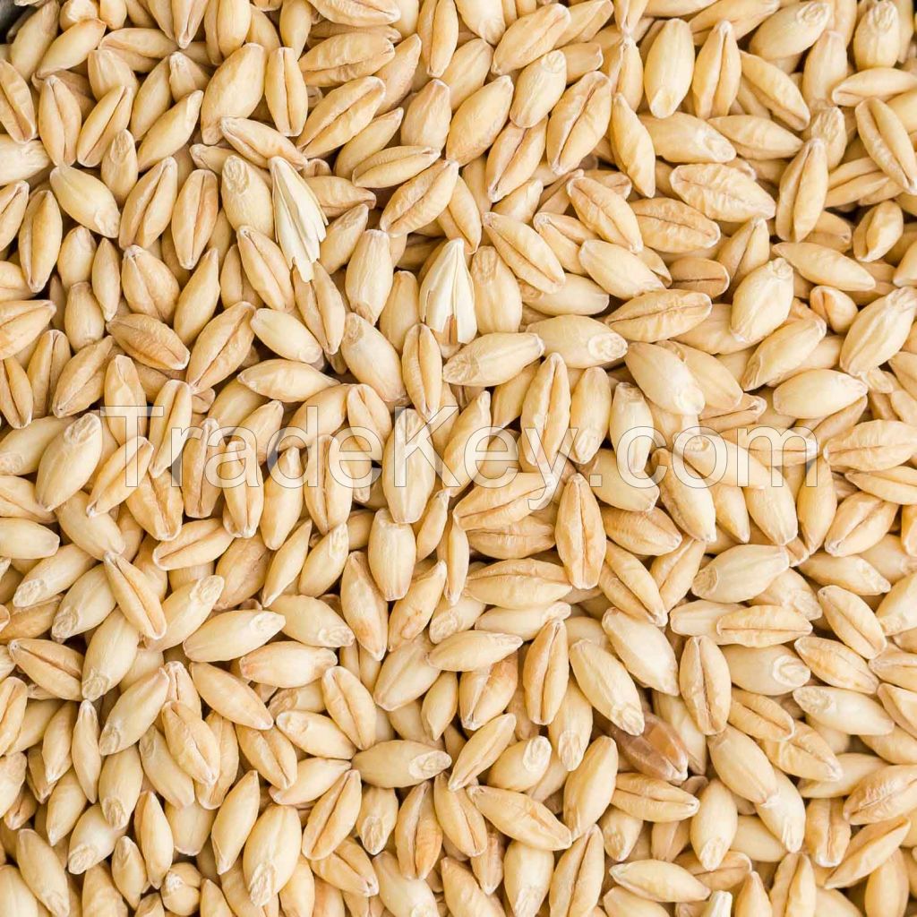 sell dried barley