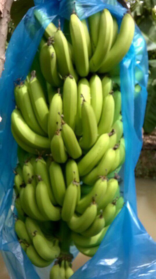 Fresh Cavendish Banana from Vietnam