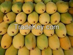 Fresh Mango (Apple Mango, Cat Chu Mango, Hoa Loc Mango)