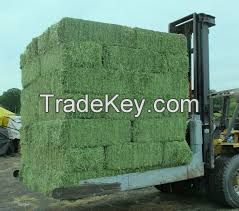 Top Quality Alfafa Hay for Animal Feeding