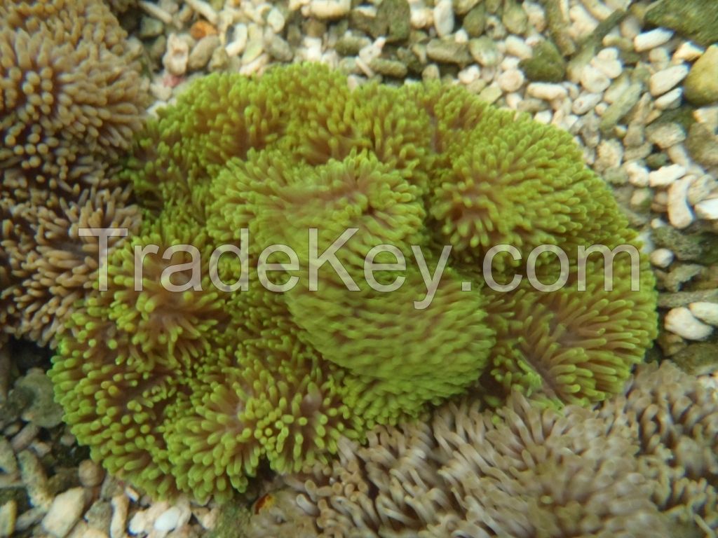 GIANT CARPET ANEMONE