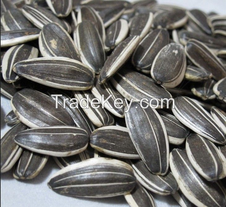 Sunflower seeds 5009 oil seeds