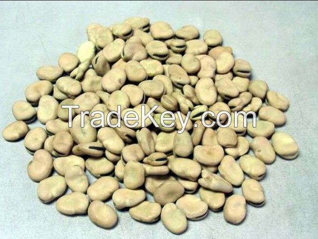 Chinese broad beans best quality
