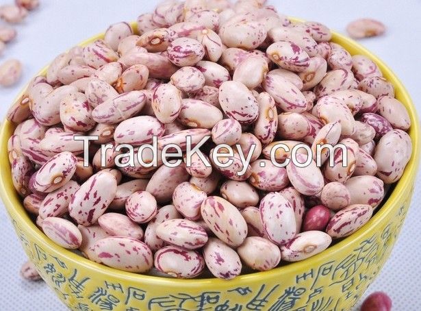 Light speckled kidney bean good exporter
