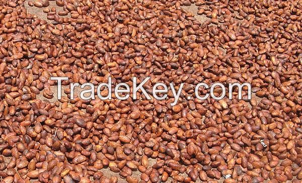 Cocoa Beans