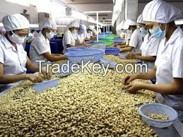 Selling high graded Raw cashew nuts