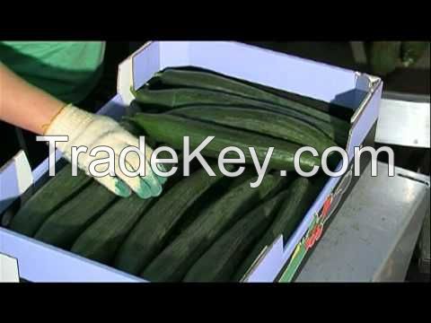 High Quality Fresh Organic Cucumber/Frozen Cucumber/Sea Cucumber