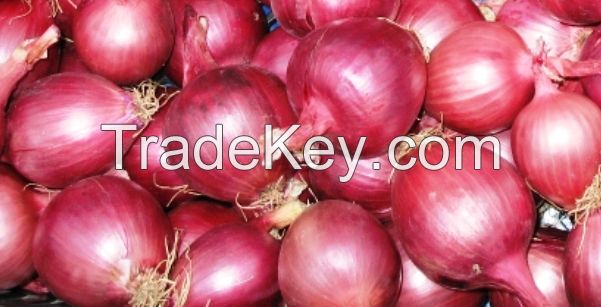 Fresh Red//White/Yellow Onion