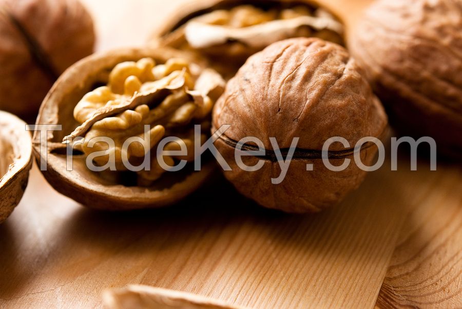 Fresh Walnuts From South Africa