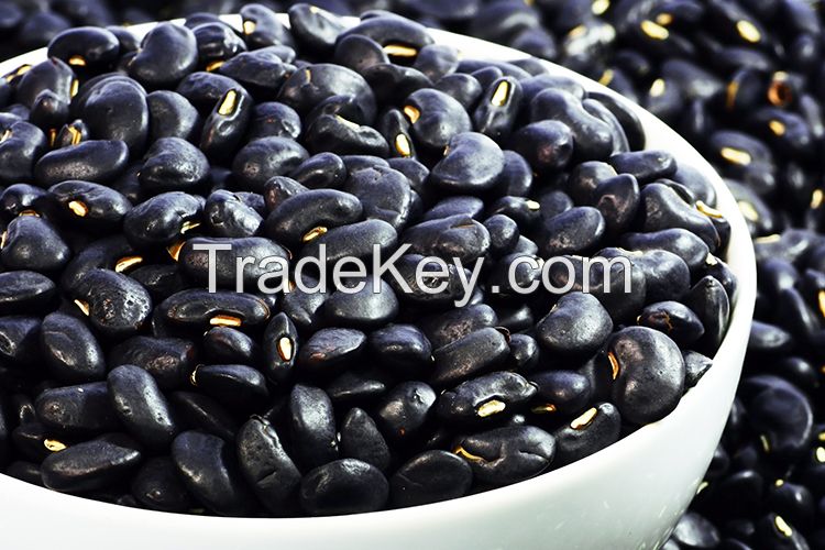 Black kidney beans high protein
