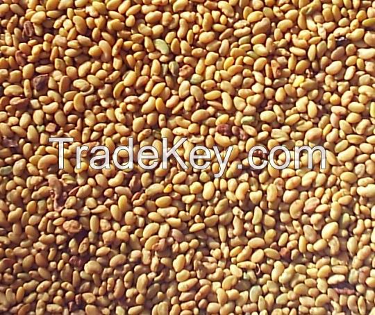 alfalfa seed