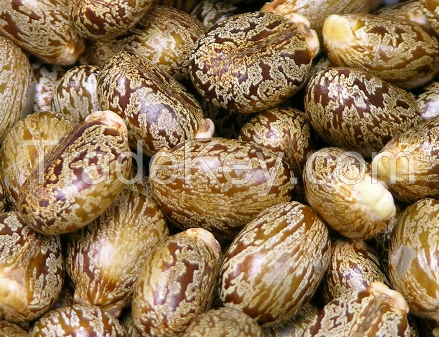 100% Natural Castor seed