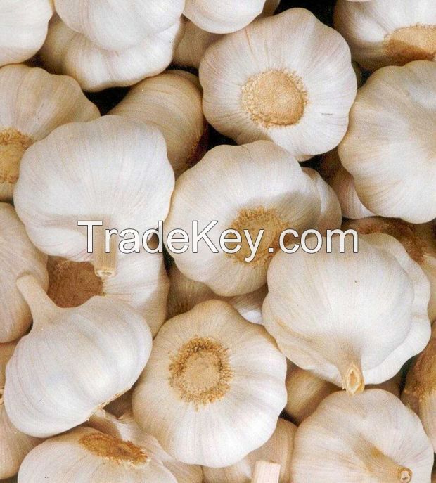 Fresh Garlic (Pure White)