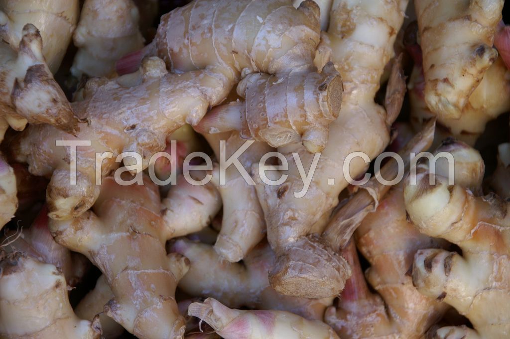 Fresh and Dried ginger