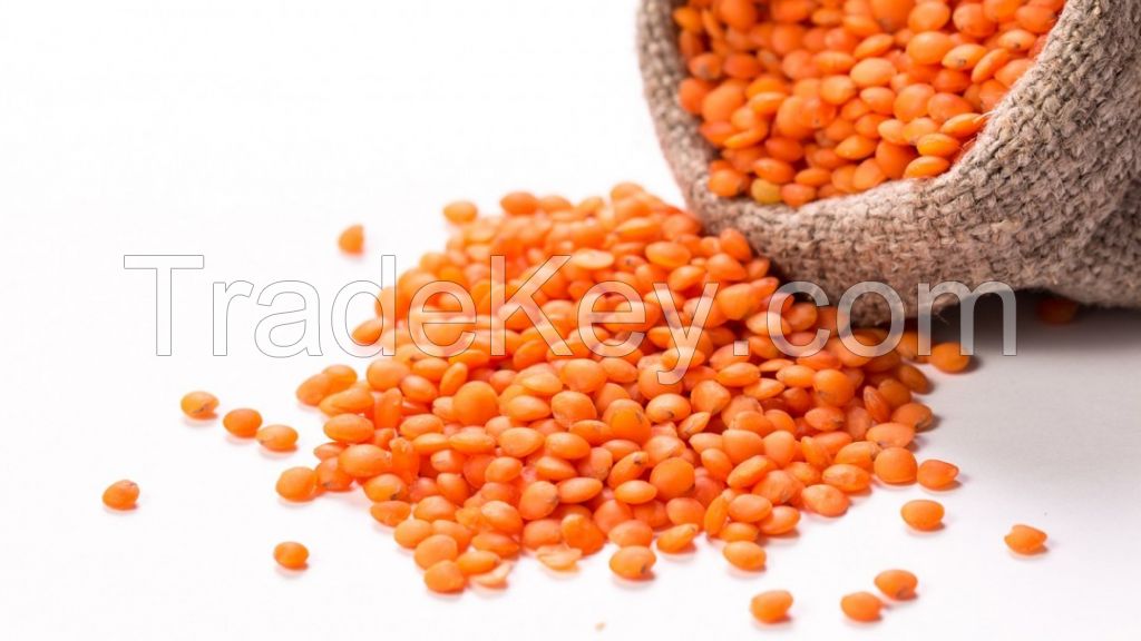 Turkish Origin Red Lentils