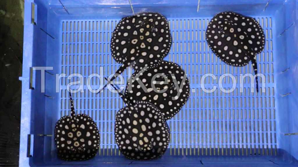 Black Diamond Stingray Fishes For Sale