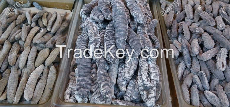 Dried sea cucumber for sale