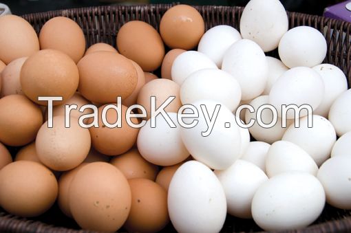 fertile turkey eggs