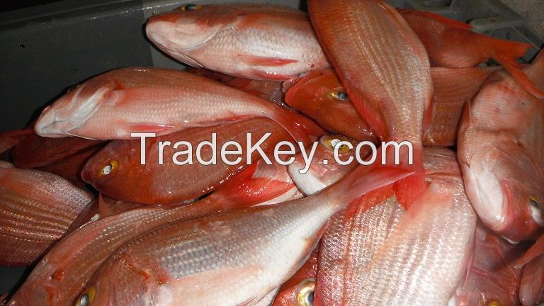 red porgy fish for sale