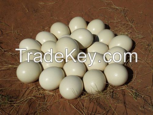 Fertile Ostrich Eggs Hatching Ostrich Eggs