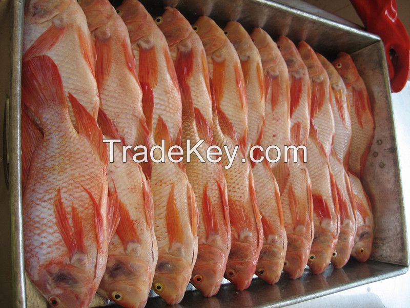 red tilapia for sale
