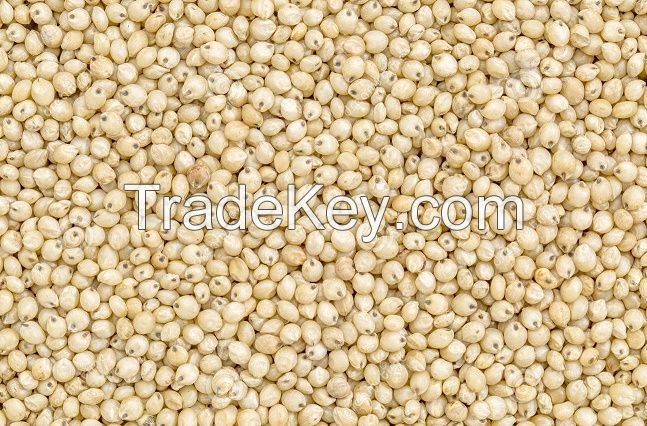 sorghum grain seed