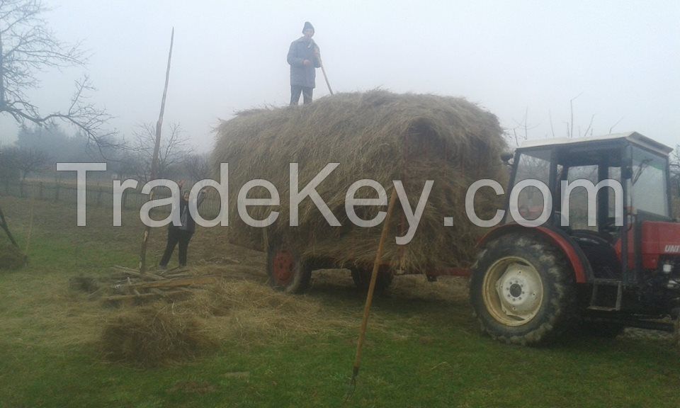 Quality Alfafa Hay For Animal feeding stuff Alfalfa / alfalfa hay / alfalfa hay for sale