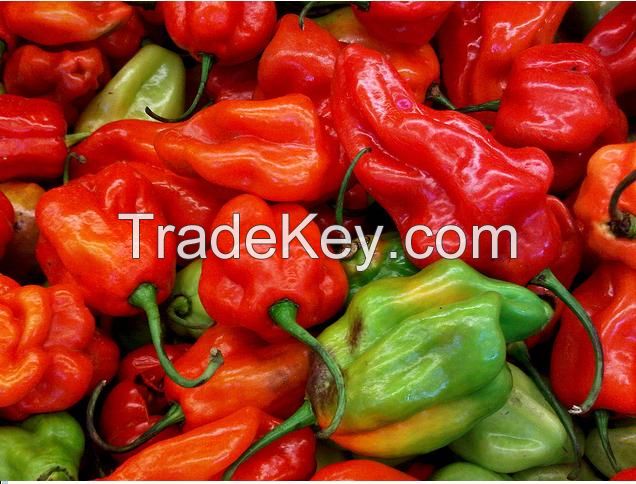 Fresh  everyday value peppers, Ajies morron yellow, red, green pepper