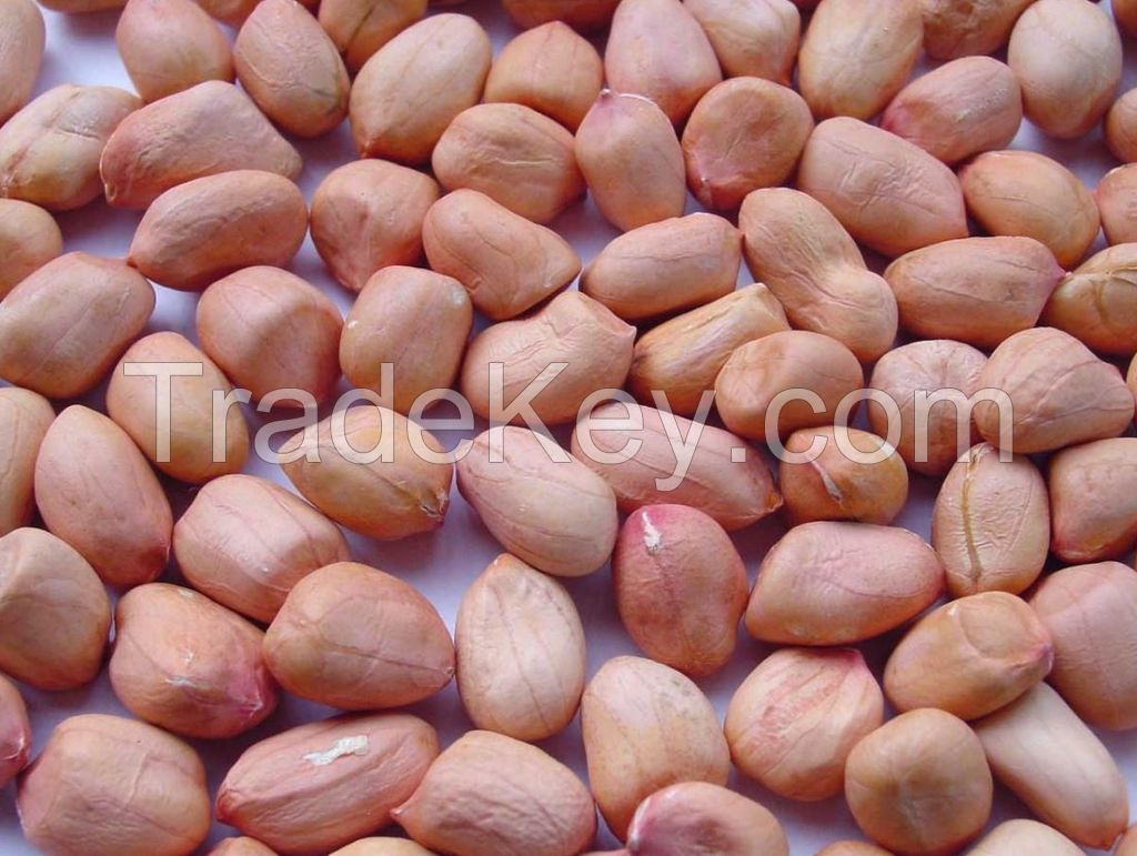 Groundnuts