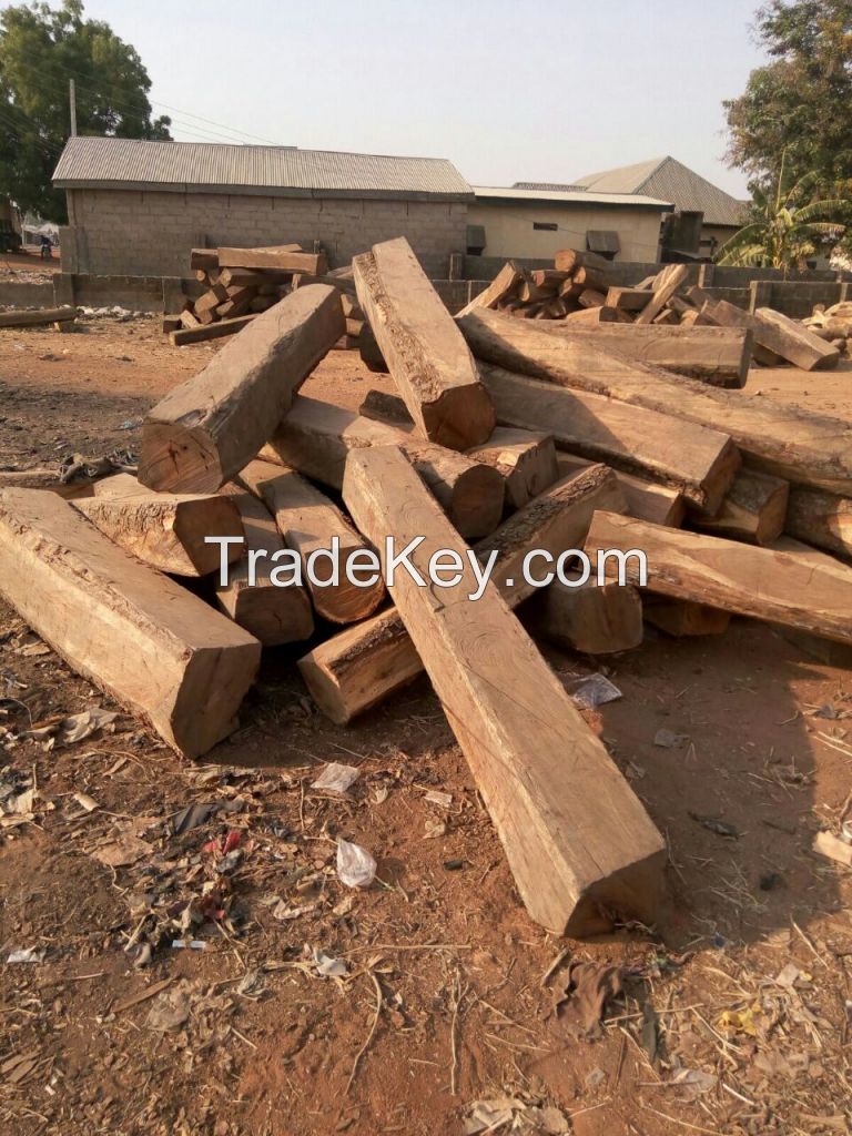 Kosso Wood long logs of Nigerian Origin