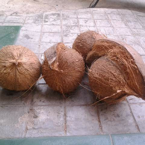 sell fresh mature coconut