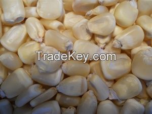 White and Yellow Corn for sale Good Price