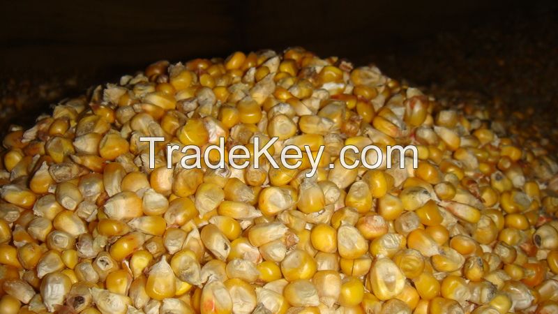 Yellow corn