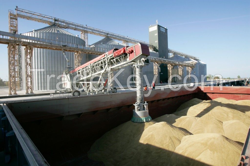 Soft milling wheat