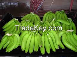 Cavendish Banana