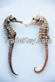 dried Sea Horse