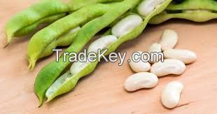 Large Lima Beans, Canned Butter Beans, Chinese White Kidney Beans Flat Size 50-60pcs